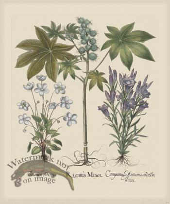 Besler 248 Colored  B2